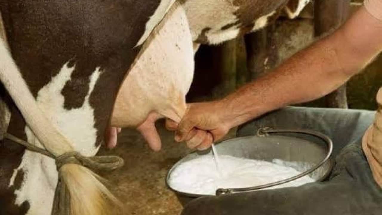 Foto - Süt üretimi 995 bin 463 tona yükseldi Hayvancılık bitti diyenlere inekler cevap verdi