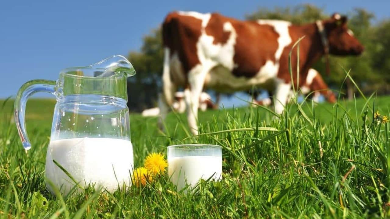 Foto - Süt üretimi 995 bin 463 tona yükseldi Hayvancılık bitti diyenlere inekler cevap verdi