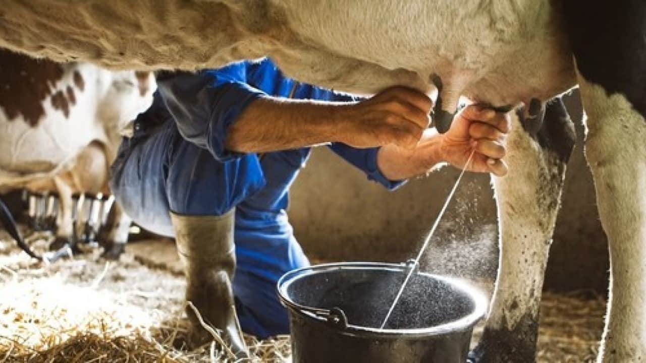 Foto - Süt üretimi 995 bin 463 tona yükseldi Hayvancılık bitti diyenlere inekler cevap verdi