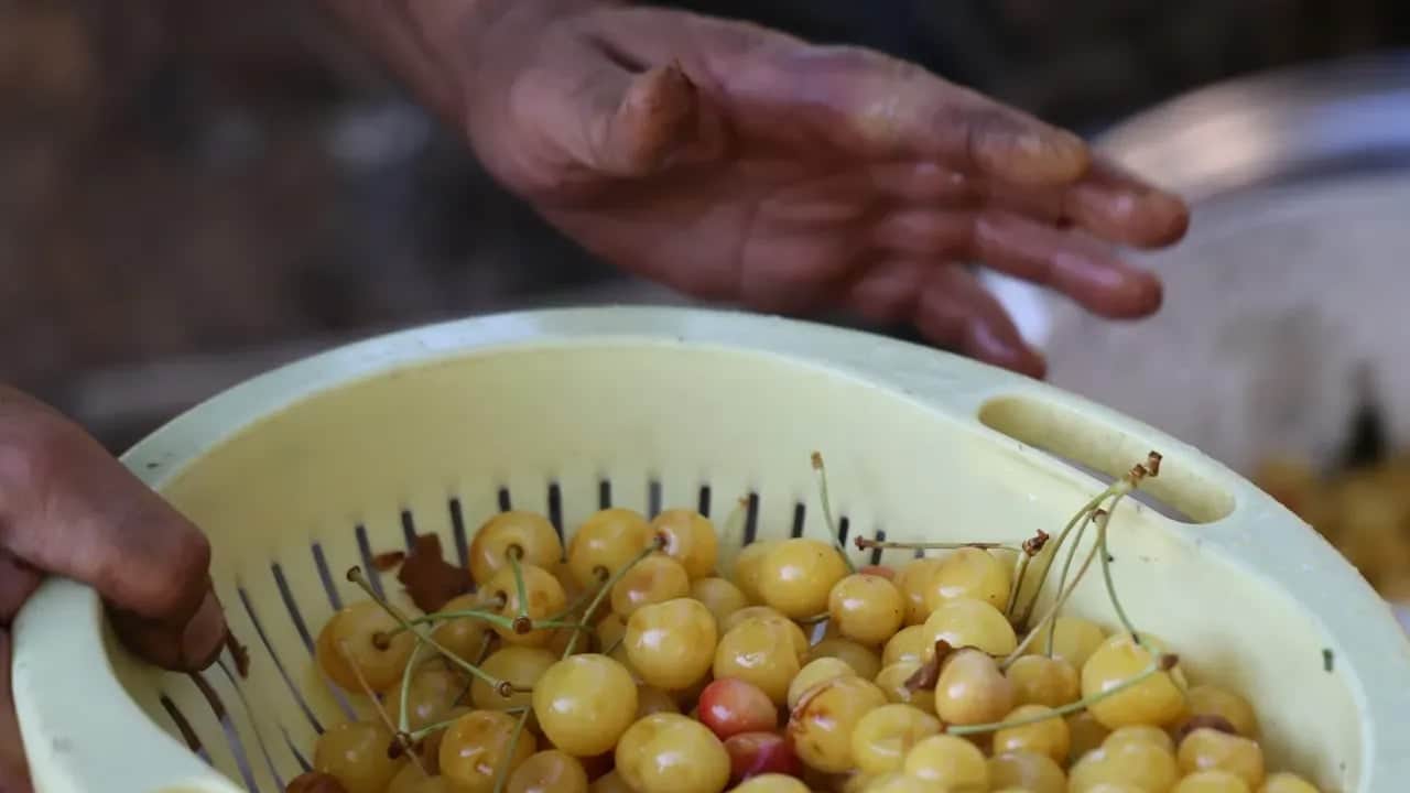 Foto - Talebi artan Konya kirazı dalında bırakılıyor: Avrupa'nın birçok ülkesinde "Türk kirazı" dikkat çekti