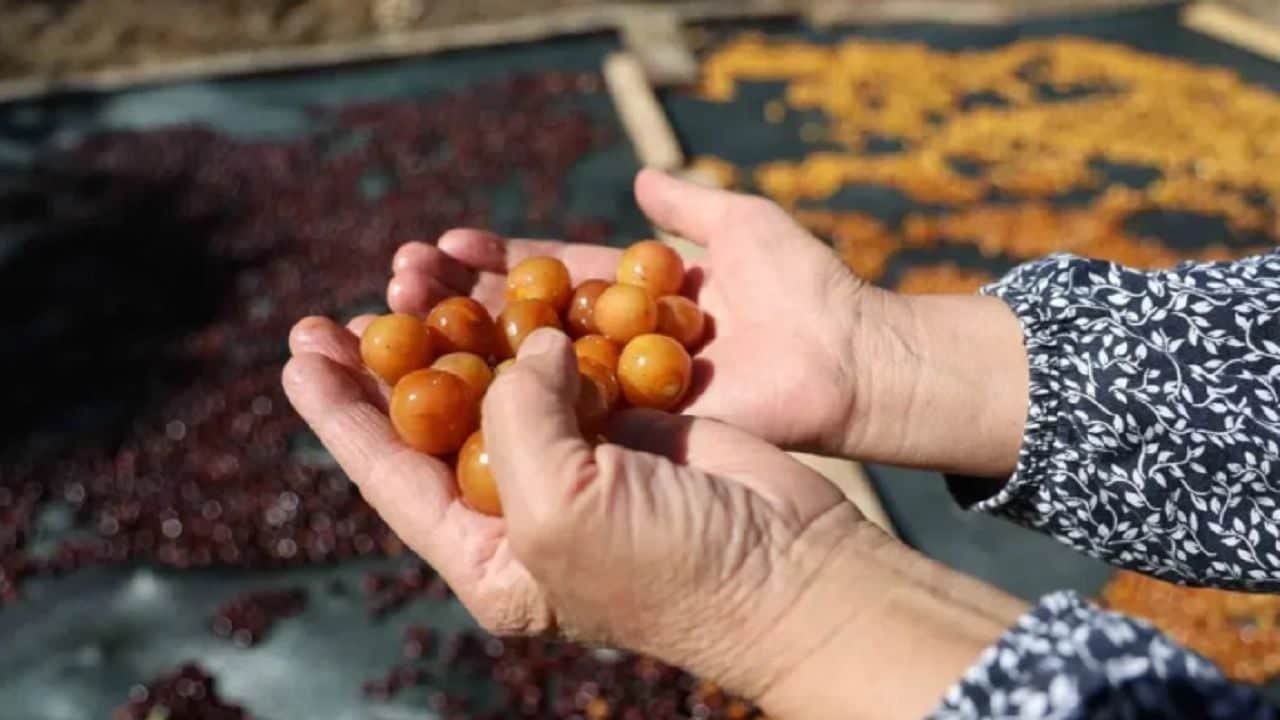 Foto - Talebi artan Konya kirazı dalında bırakılıyor: Avrupa'nın birçok ülkesinde "Türk kirazı" dikkat çekti