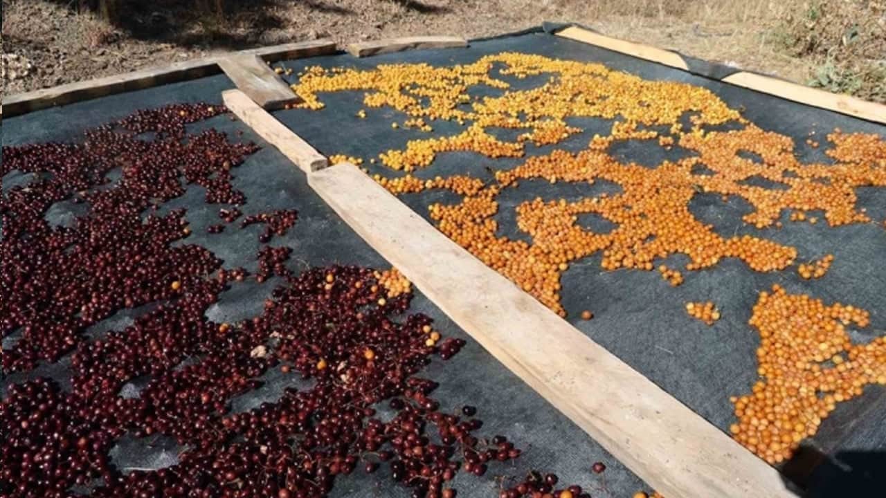 Foto - Talebi artan Konya kirazı dalında bırakılıyor: Avrupa'nın birçok ülkesinde "Türk kirazı" dikkat çekti