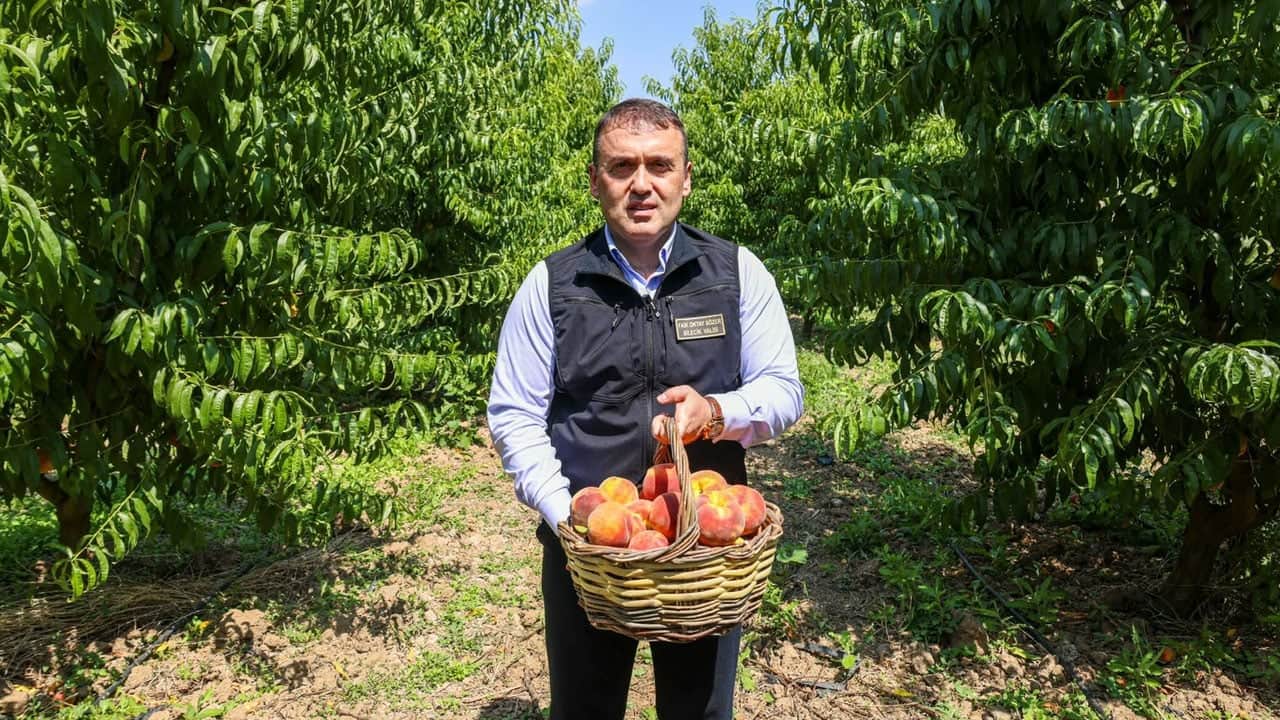 Foto - Tamamı ihraç ediliyor! Dalından toplanır toplanmaz yurt dışına gidiyor