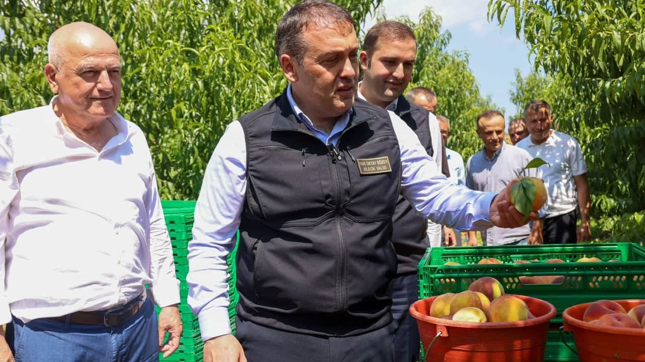 Foto - Tamamı ihraç ediliyor! Dalından toplanır toplanmaz yurt dışına gidiyor