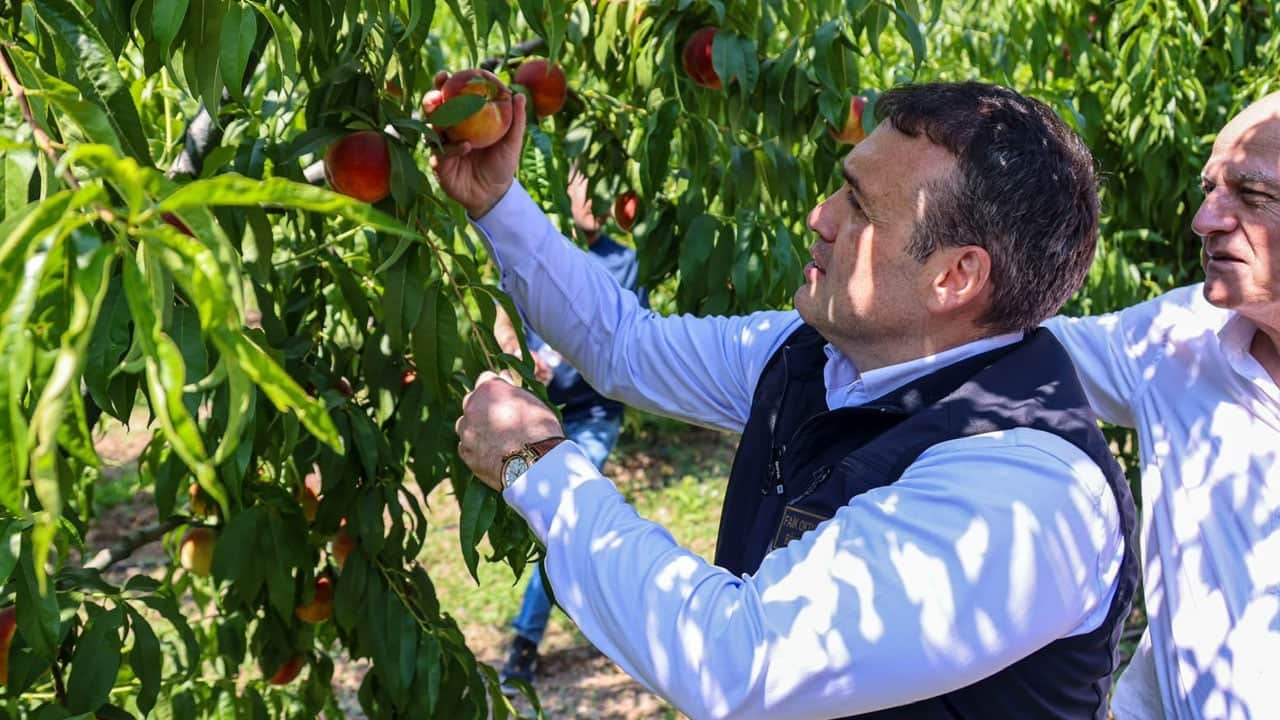 Foto - Tamamı ihraç ediliyor! Dalından toplanır toplanmaz yurt dışına gidiyor