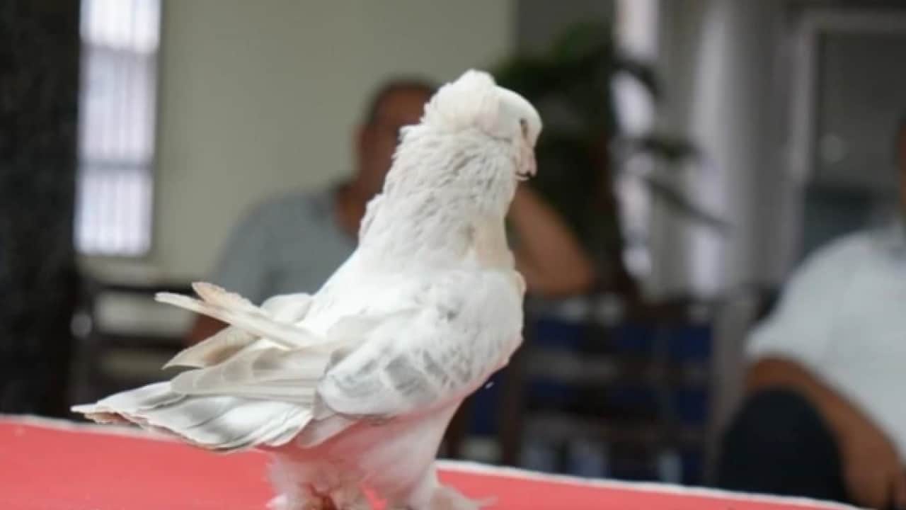 Foto - Hobiden uluslarası alana: Tanesini 5 milyon TL'den satıyorlar!