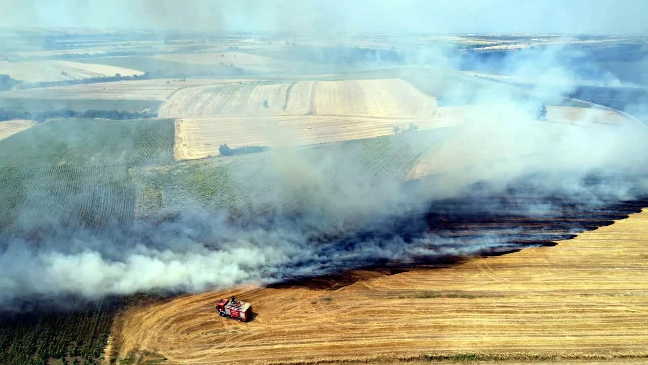 Tek bir serçe kuşu 1500 dönüm tarlayı küle çevirdi