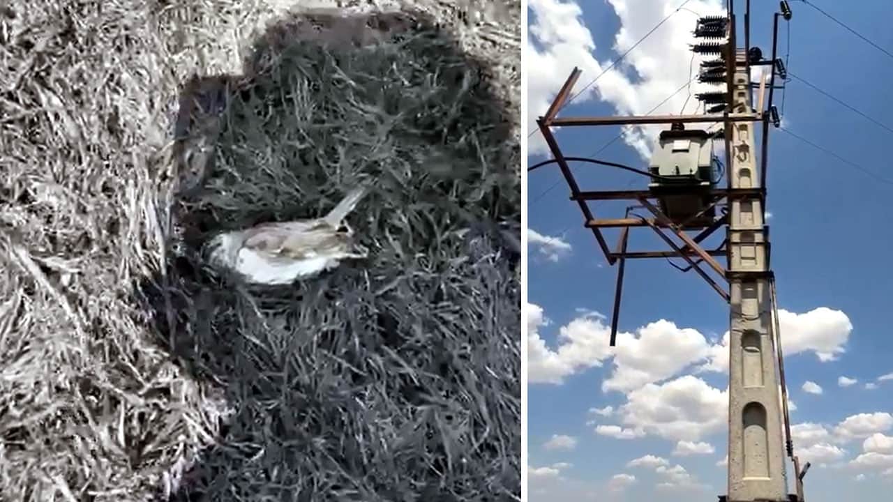 Foto - Tek bir serçe kuşu 1500 dönüm tarlayı küle çevirdi