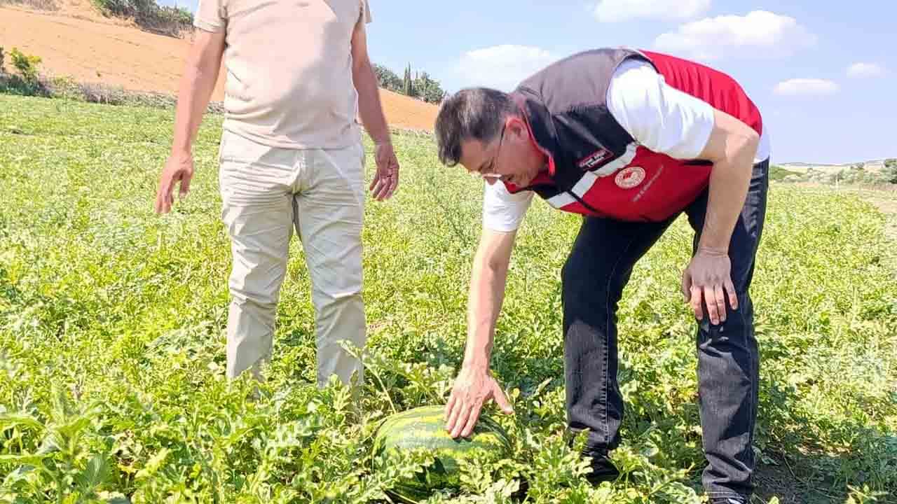 Foto - Tekirdağ karpuzu tezgahlar için gün sayıyor!