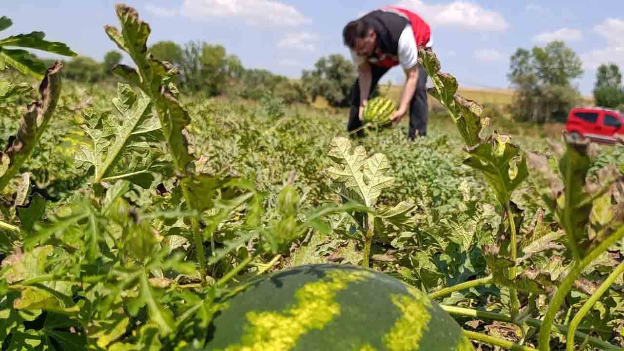 Foto - Tekirdağ karpuzu tezgahlar için gün sayıyor!