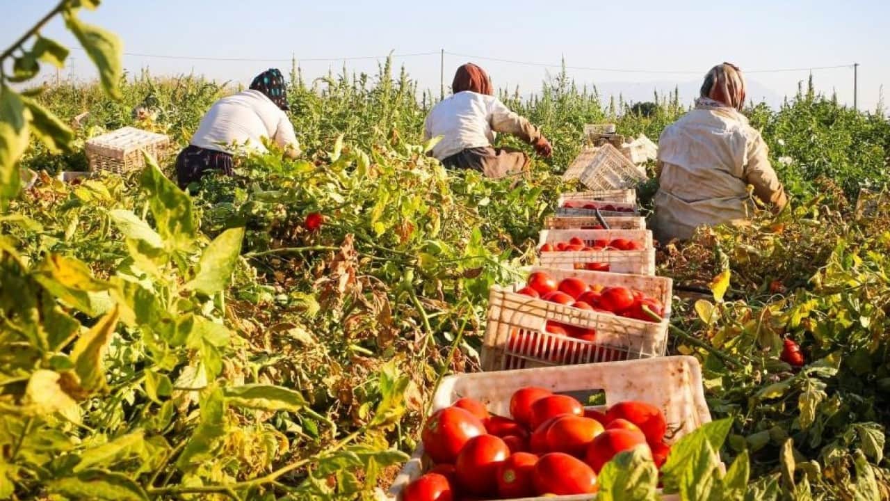 Foto - Torbalı'da ‘kırmızı altın’ hasadı başladı