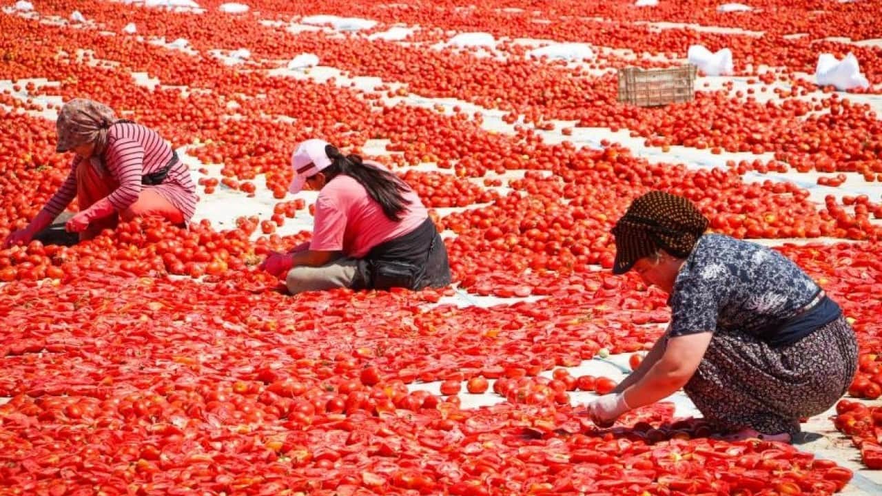 Foto - Torbalı'da ‘kırmızı altın’ hasadı başladı
