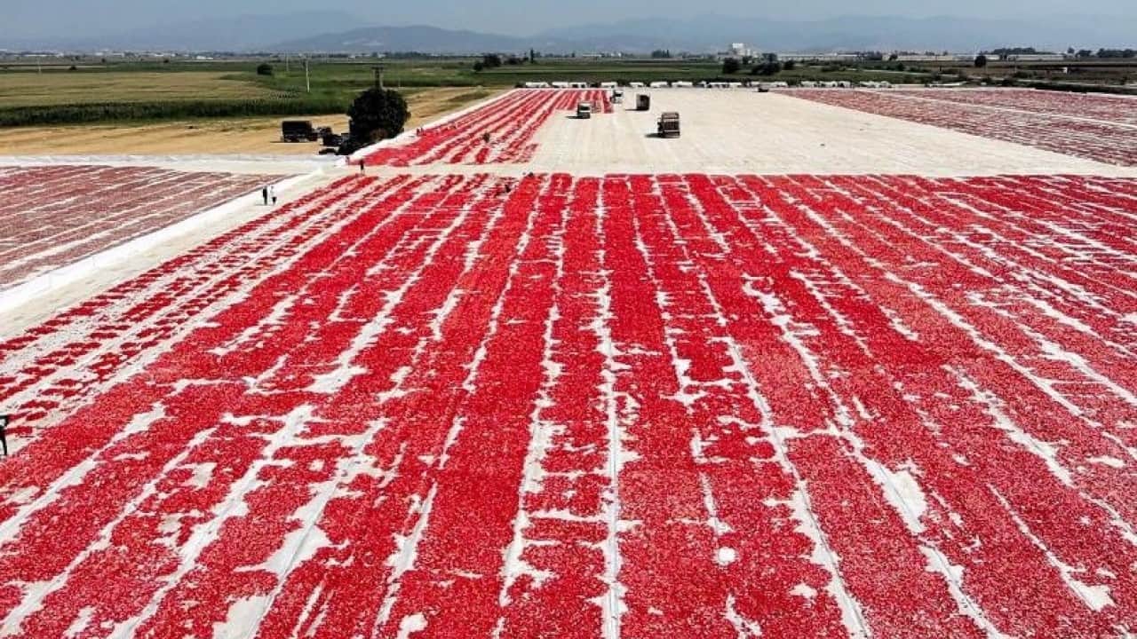 Foto - Torbalı'da ‘kırmızı altın’ hasadı başladı