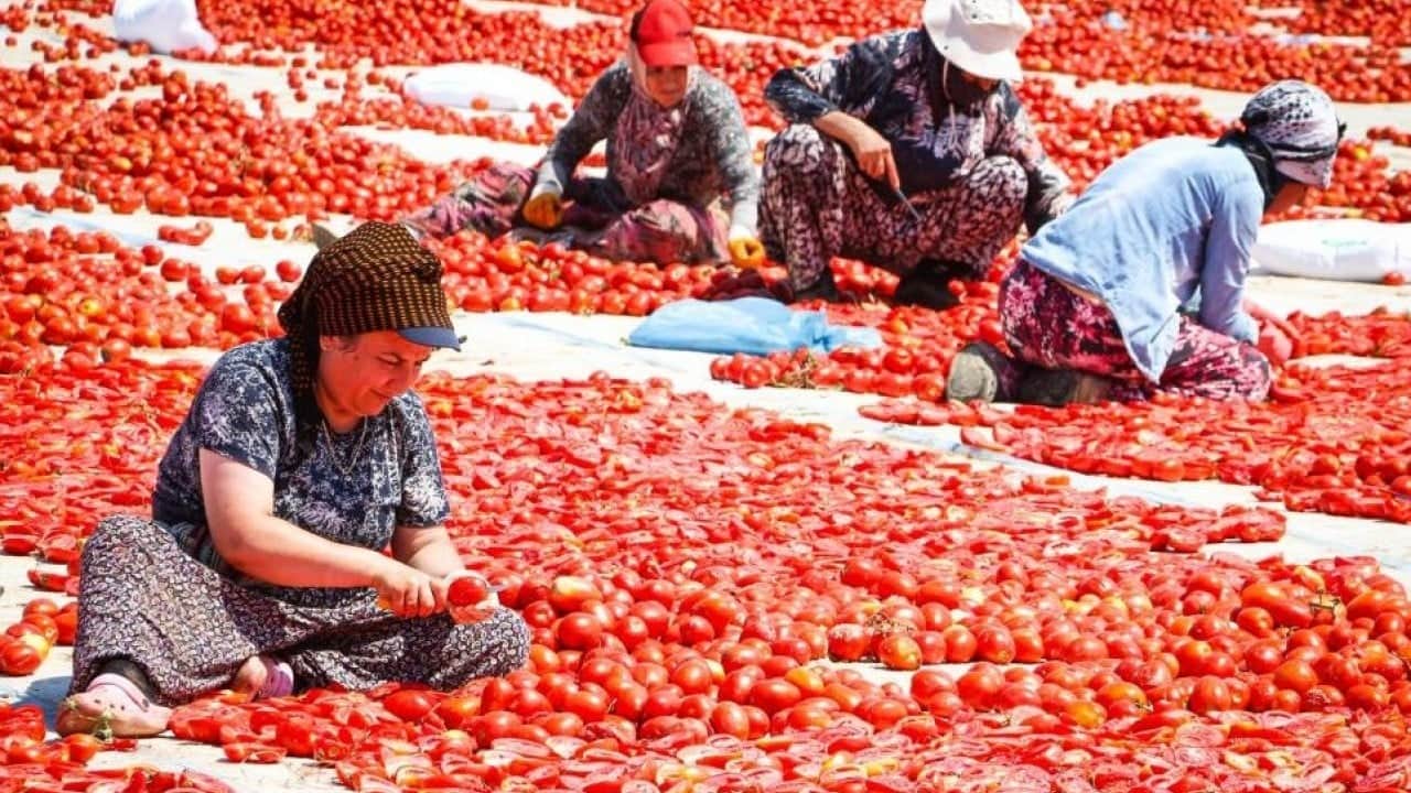 Torbalı'da ‘kırmızı altın’ hasadı başladı