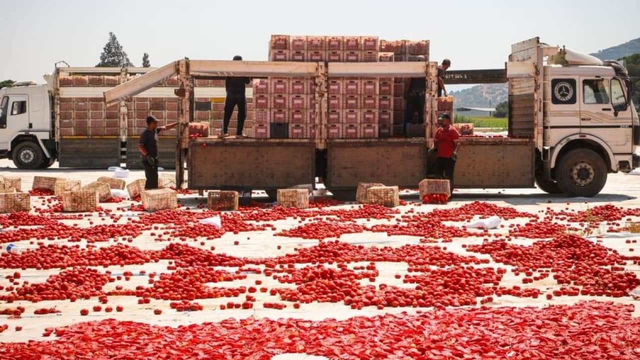 Foto - Torbalı'da ‘kırmızı altın’ hasadı başladı