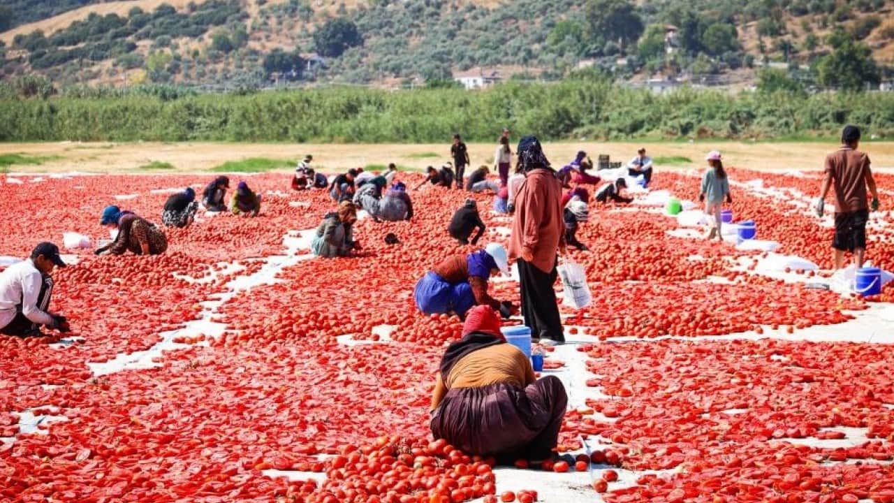 Foto - Torbalı'da ‘kırmızı altın’ hasadı başladı