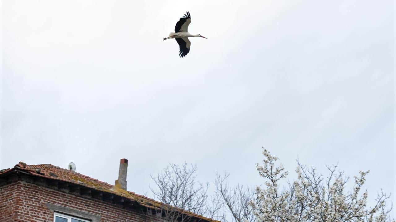 Foto - Tüm Türkiye merakla bekliyordu! Yaren Leylek 15. yılda da göçüp geldi