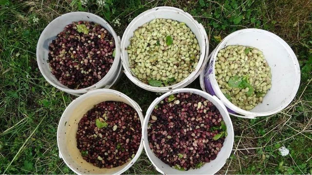 Foto - Türkiye’de ağaçta kalıp dökülüyordu: ABD bu Türk meyvesi için adeta sıraya girdi
