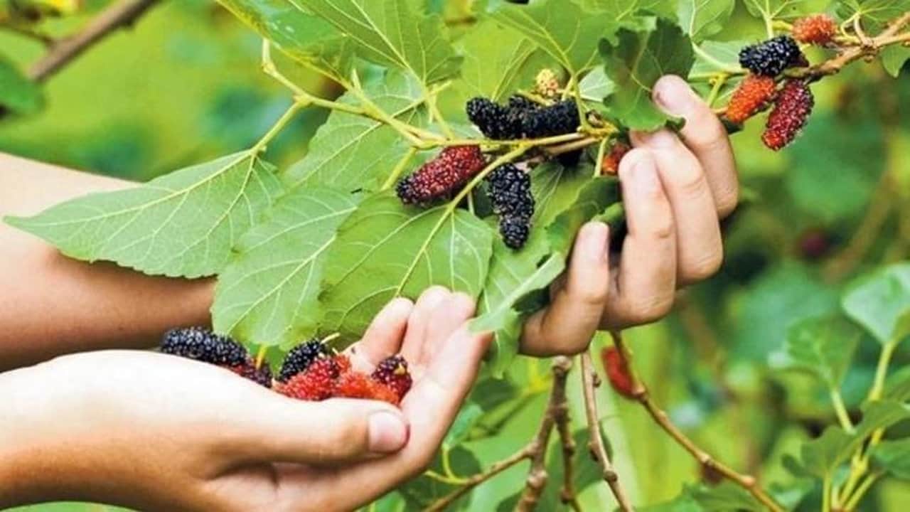 Foto - Türkiye’de ağaçta kalıp dökülüyordu: ABD bu Türk meyvesi için adeta sıraya girdi