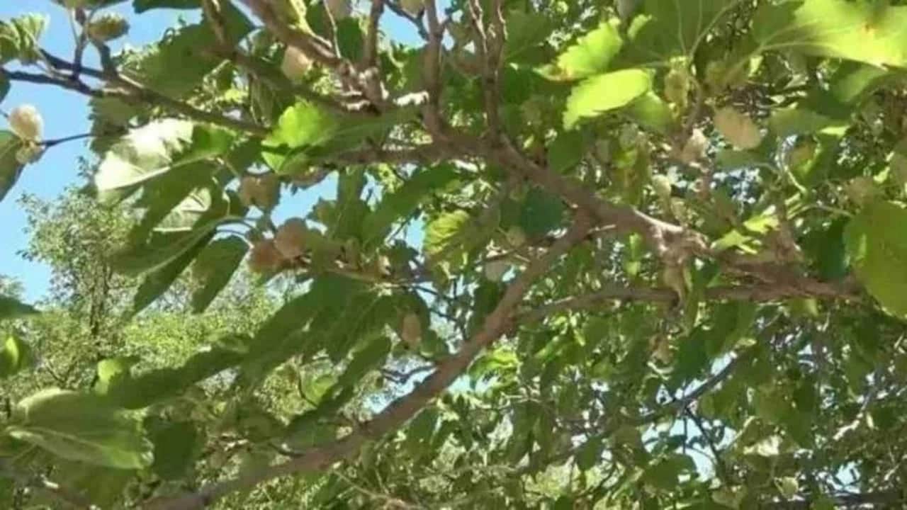 Türkiye’de ağaçta kalıp dökülüyordu: ABD bu Türk meyvesi için adeta sıraya girdi