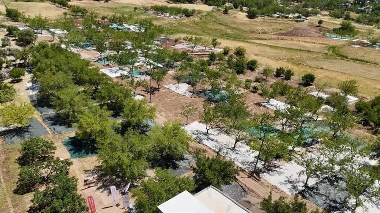 Foto - Türkiye’de ağaçta kalıp dökülüyordu: ABD bu Türk meyvesi için adeta sıraya girdi