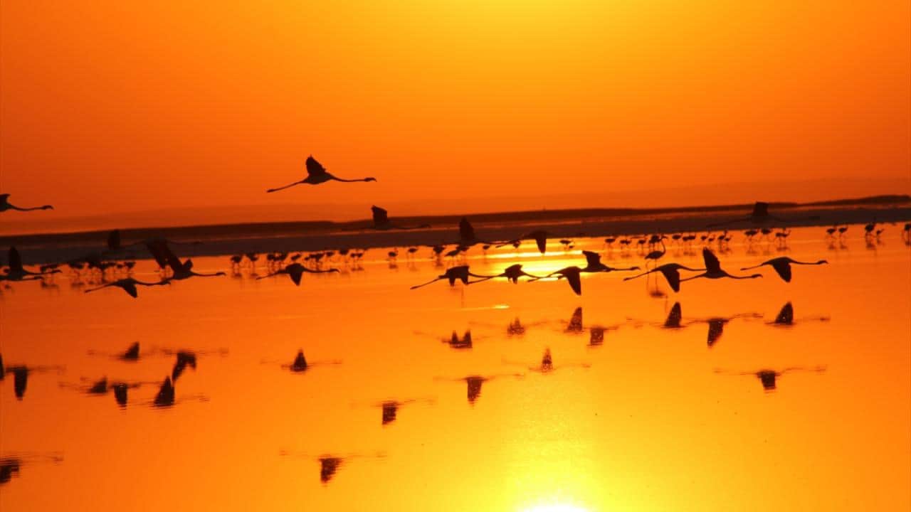 Foto - Tuz Gölü'nün flamingoları yavrularını ‘kreş sistemi’ ile büyütüyor