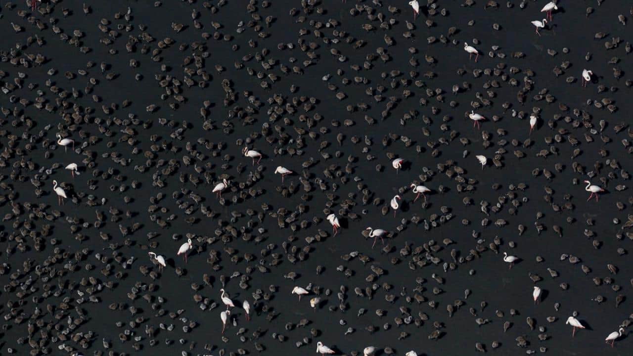 Foto - Tuz Gölü'nün flamingoları yavrularını ‘kreş sistemi’ ile büyütüyor