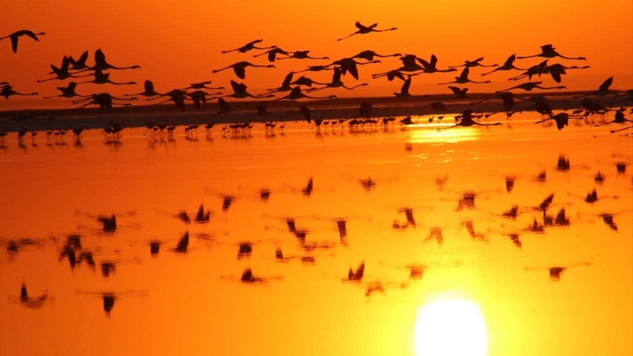 Tuz Gölü'nün flamingoları yavrularını ‘kreş sistemi’ ile büyütüyor