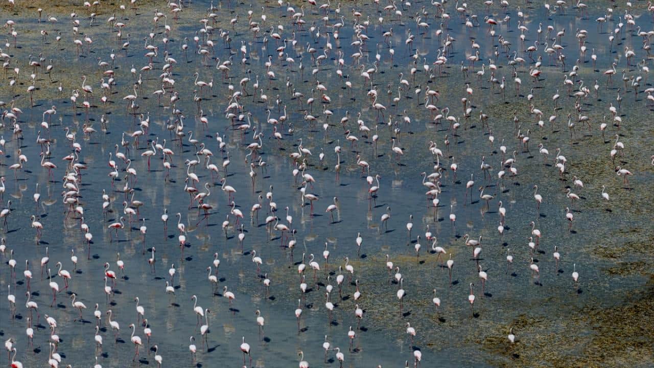 Foto - Tuz Gölü'nün flamingoları yavrularını ‘kreş sistemi’ ile büyütüyor