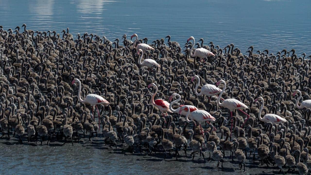 Foto - Tuz Gölü'nün flamingoları yavrularını ‘kreş sistemi’ ile büyütüyor