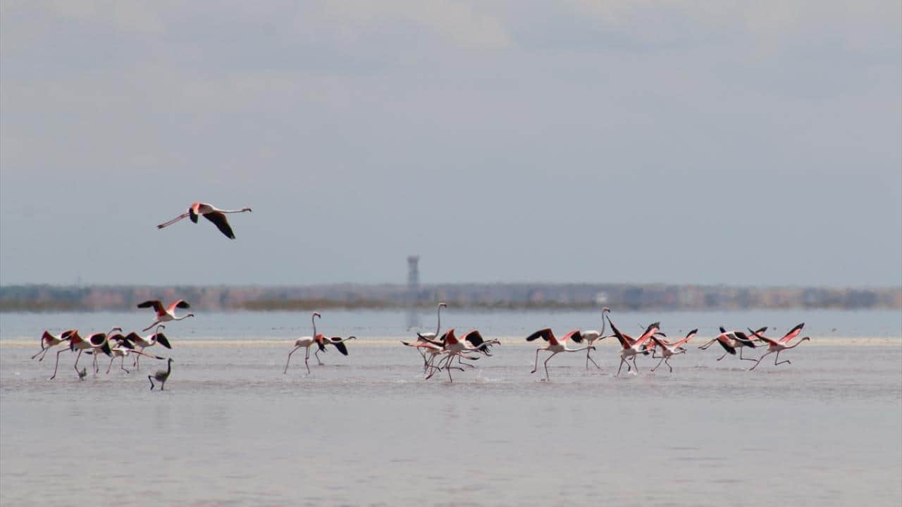 Foto - Tuz Gölü'nün flamingoları yavrularını ‘kreş sistemi’ ile büyütüyor