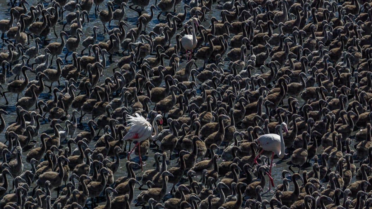 Foto - Tuz Gölü'nün flamingoları yavrularını ‘kreş sistemi’ ile büyütüyor