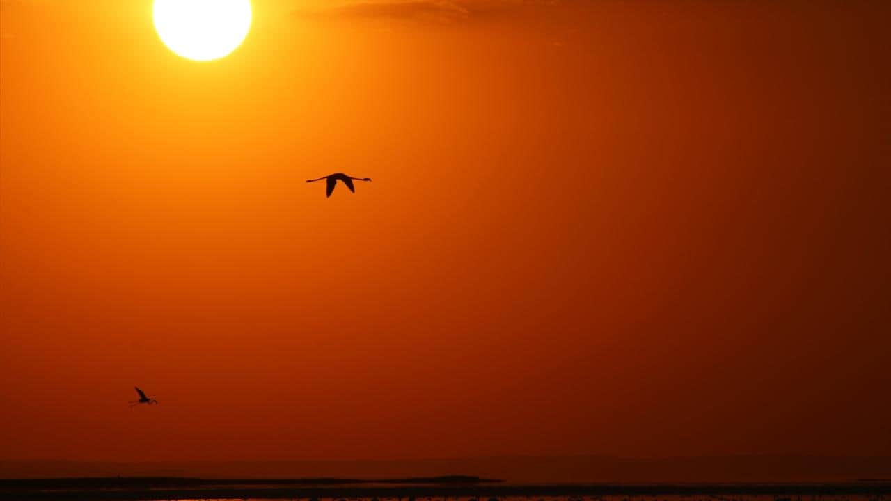 Foto - Tuz Gölü'nün flamingoları yavrularını ‘kreş sistemi’ ile büyütüyor