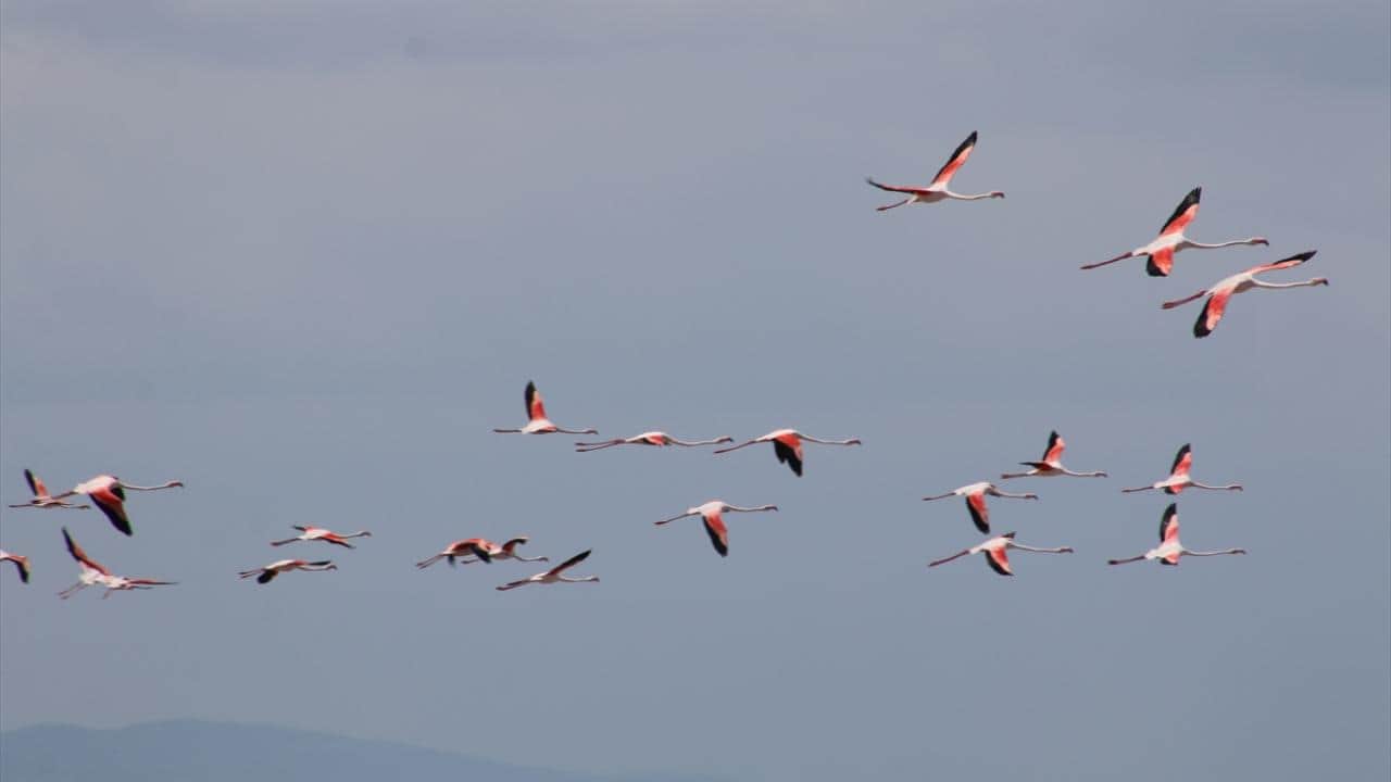 Foto - Tuz Gölü'nün flamingoları yavrularını ‘kreş sistemi’ ile büyütüyor