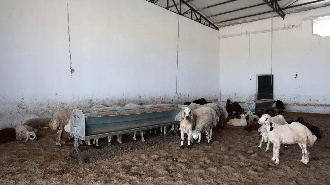Foto - Üç çocuk annesi kadın devlet desteğiyle neler yaptı neler