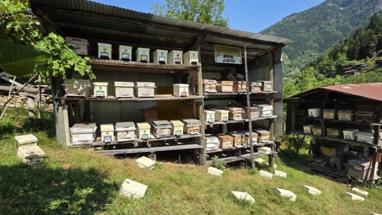Foto -  Unesco korumasındaki bal pazara iniyor! Binbir çiçekten süzülen Lezzet kovanlardan çıkarıldı