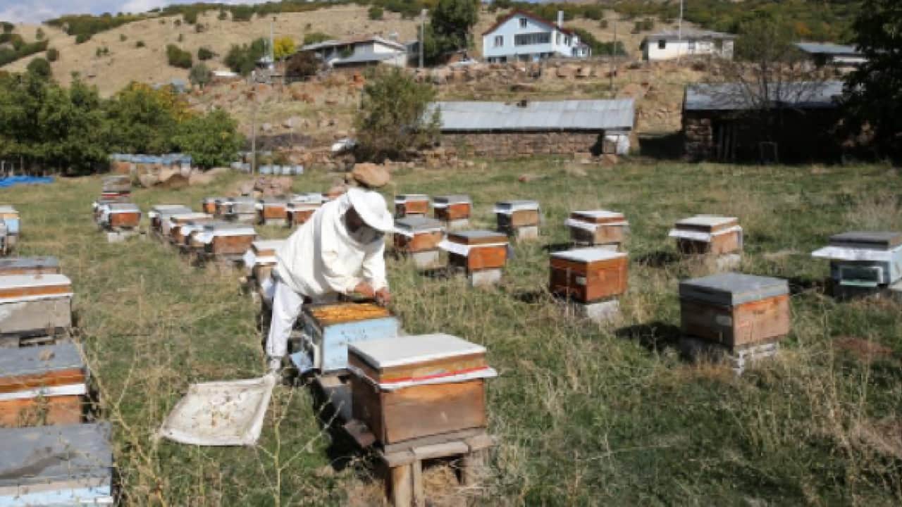 Foto -  Unesco korumasındaki bal pazara iniyor! Binbir çiçekten süzülen Lezzet kovanlardan çıkarıldı