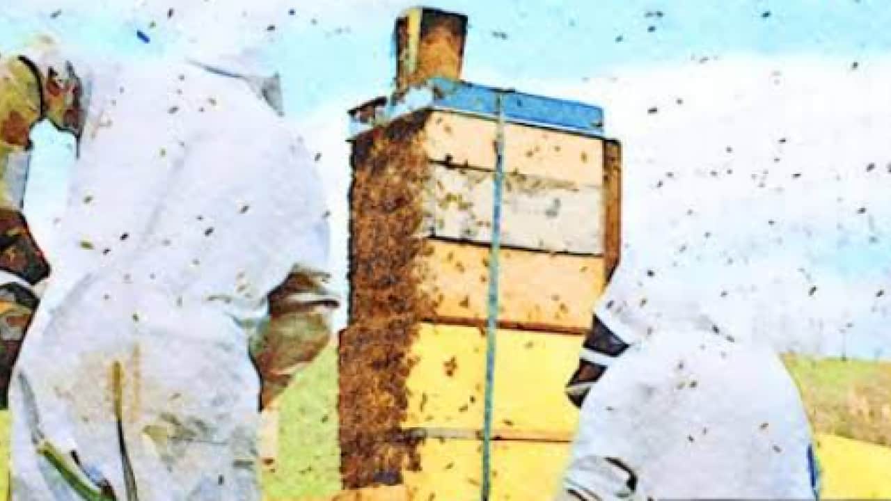 Foto -  Unesco korumasındaki bal pazara iniyor! Binbir çiçekten süzülen Lezzet kovanlardan çıkarıldı