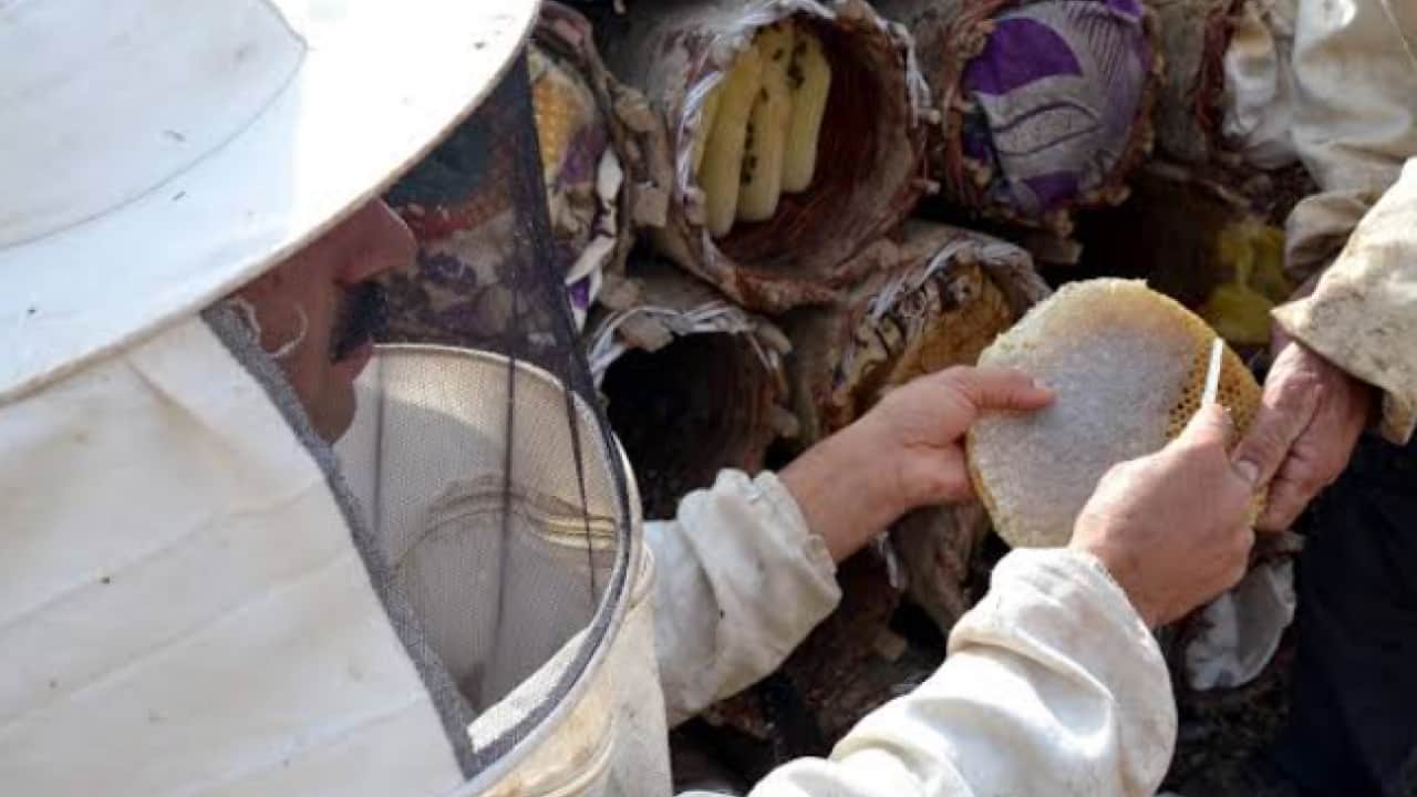 Foto -  Unesco korumasındaki bal pazara iniyor! Binbir çiçekten süzülen Lezzet kovanlardan çıkarıldı