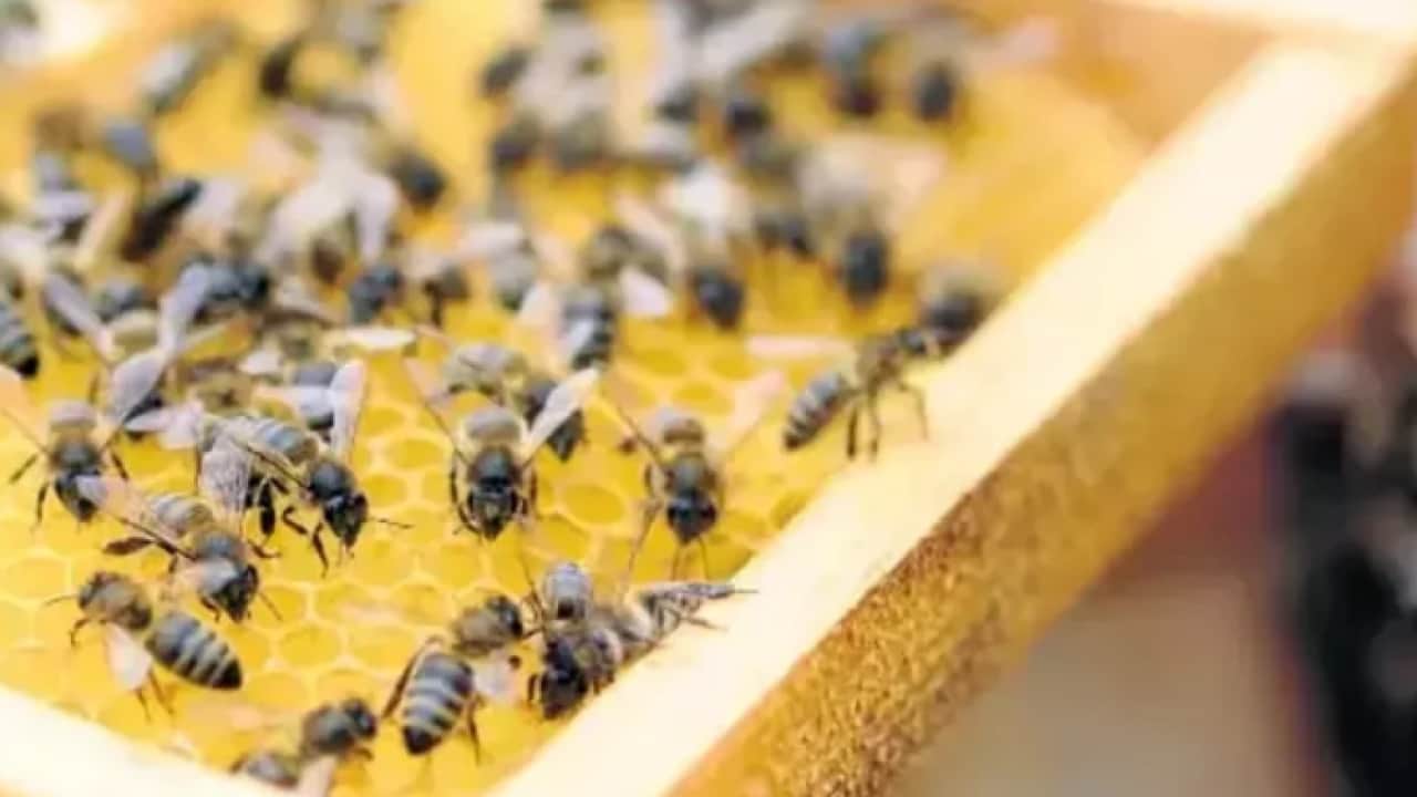Foto -  Unesco korumasındaki bal pazara iniyor! Binbir çiçekten süzülen Lezzet kovanlardan çıkarıldı
