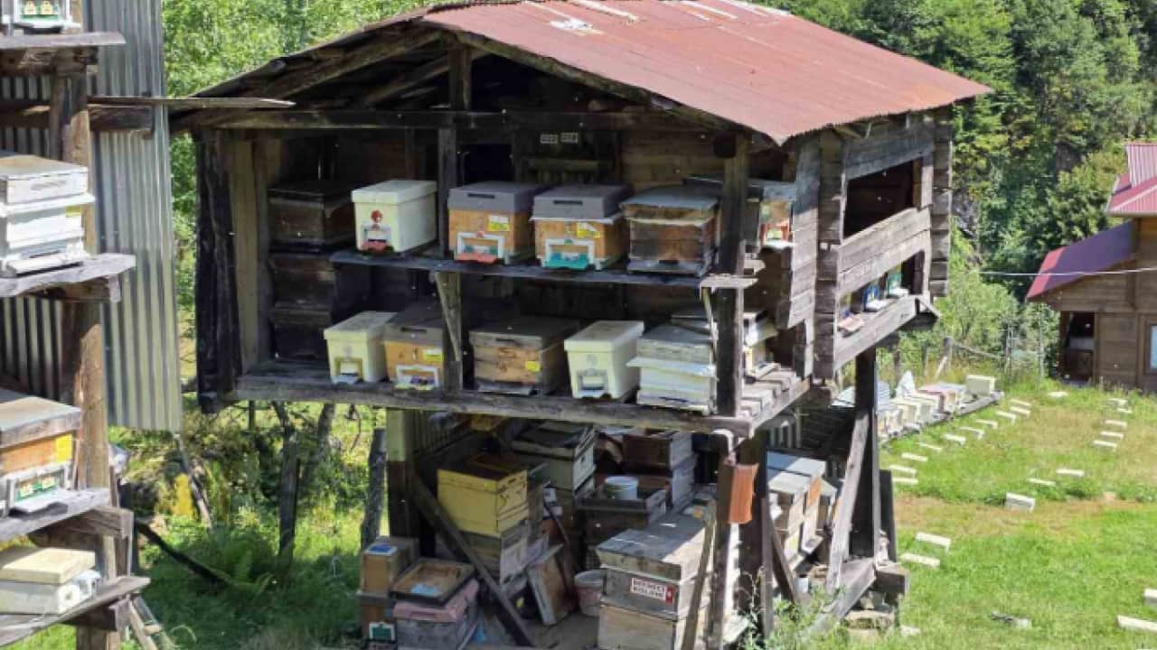 Foto -  Unesco korumasındaki bal pazara iniyor! Binbir çiçekten süzülen Lezzet kovanlardan çıkarıldı