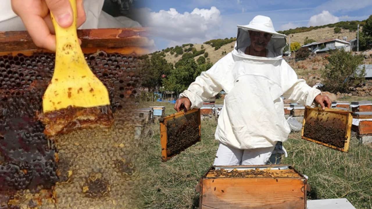  Unesco korumasındaki bal pazara iniyor! Binbir çiçekten süzülen Lezzet kovanlardan çıkarıldı