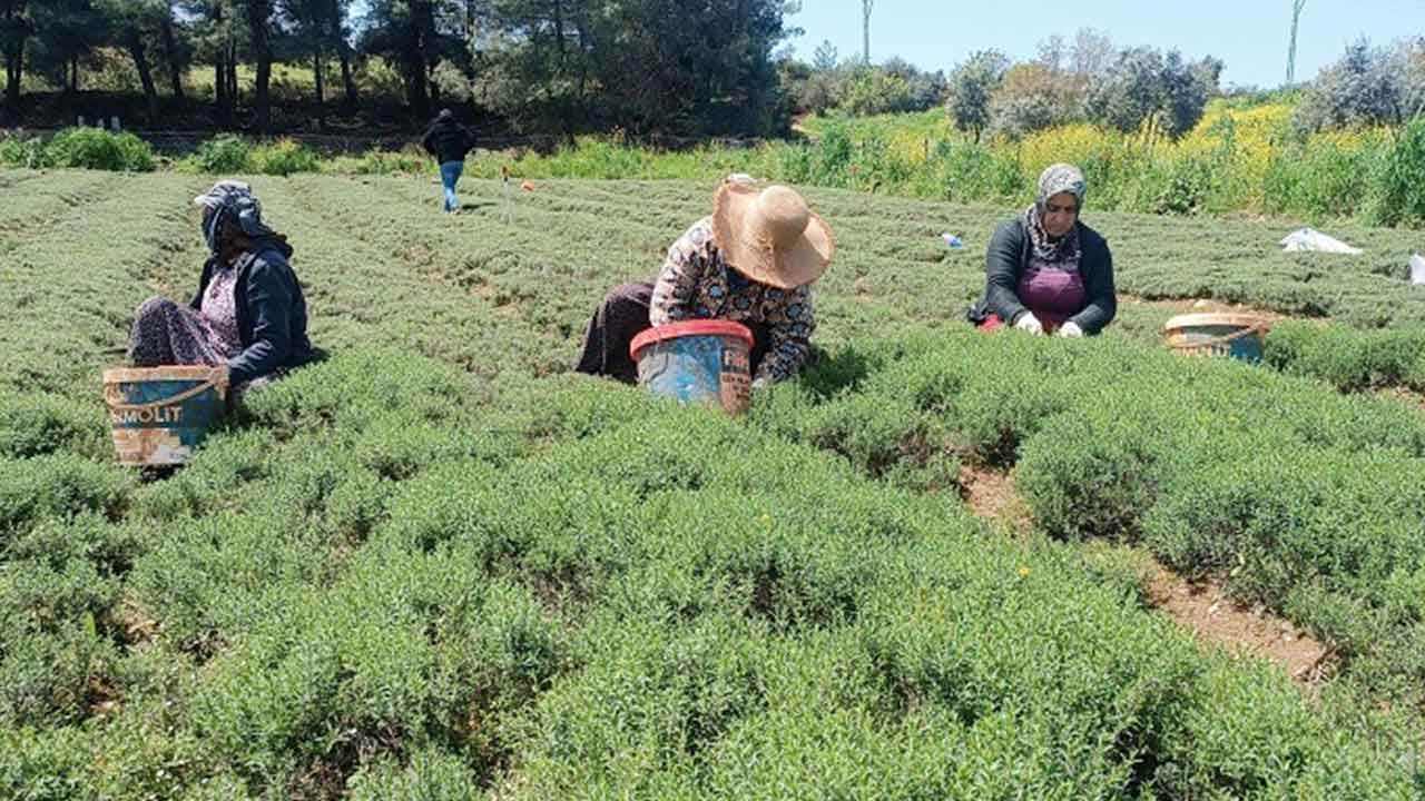 Foto - Üretici 'tekel oluştu' deyip elini eteğini çekti: 35 lira olan kekiğin kilosu bakın kaç para oldu