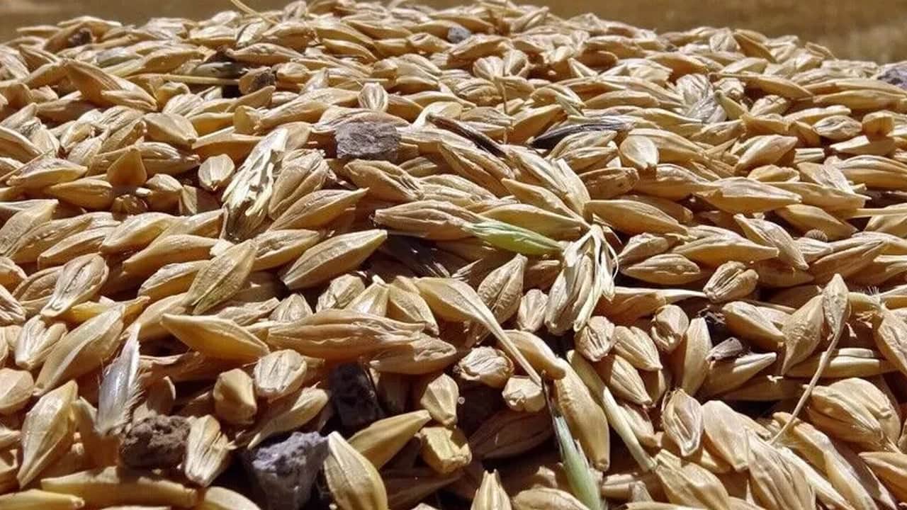 Foto - Uzun yaşamın gizli sırrı tahıl: Beslenme uyarısı, büyük tehlike! Mutlaka uzak dur paylaşımı