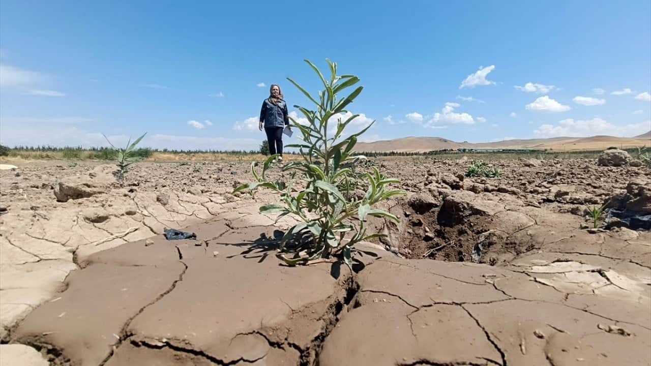 Foto - Van’ın umudu ‘Tuz çalısı’