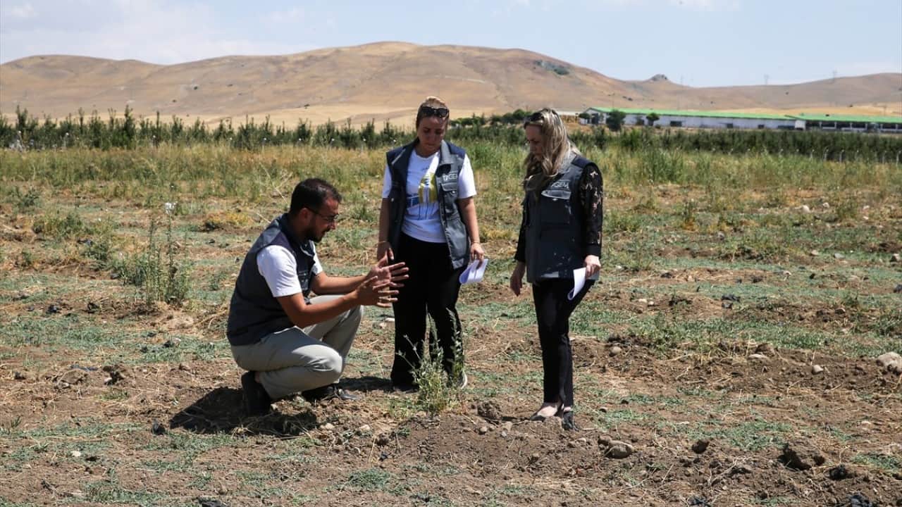 Foto - Van’ın umudu ‘Tuz çalısı’