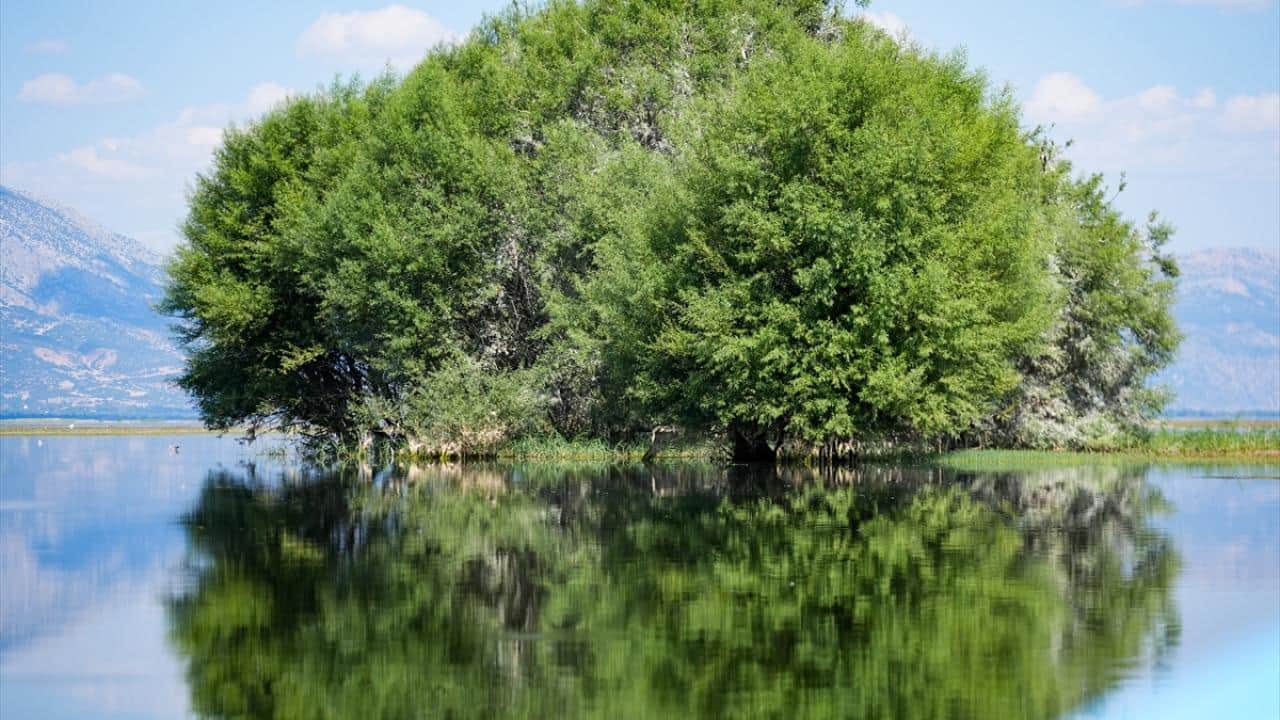 Foto - Yağışlar turizme olumlu yansıdı! Işıklı Gölü'nde ‘nilüfer mevsimi’ sonbahara uzadı