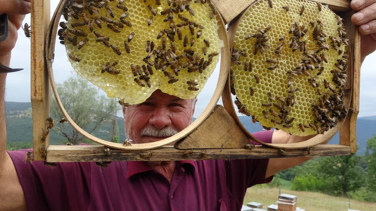 Yapay zeka bal üretimine de el attı! ‘Akıllı kovan’ ile üretim yüzde 40 arttı