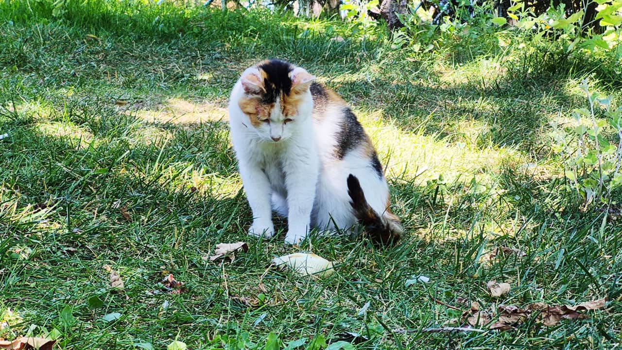 Foto - Yaşlı balıkçı ve akıllı kedi! Biri tuttu, diğeri yedi!