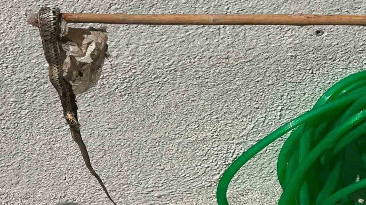 Foto - Yazlık sitede yılan istilası: Mahalleli panikte!